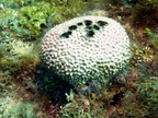 Black Ball Sponge IMG 3161